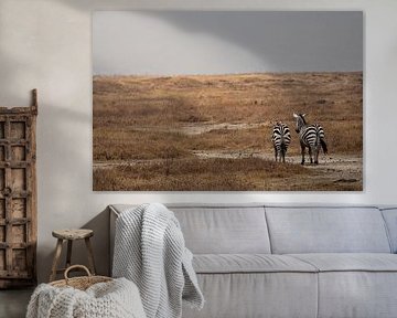Zebra's der Serengeti von Alien Waaijman