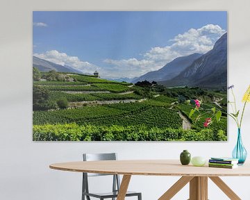 Panorama wijngaard van Caroline van Sambeeck