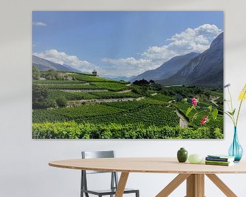 Panorama vineyards
