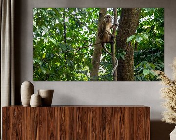 Monkey in the tropical rainforest by Paysages urbains - Rick Van der Poorten Photography