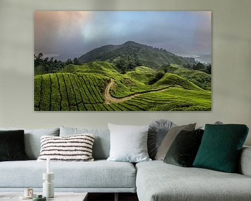 Plantations de thé des Cameron Highlands