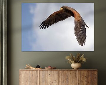 Desert buzzard