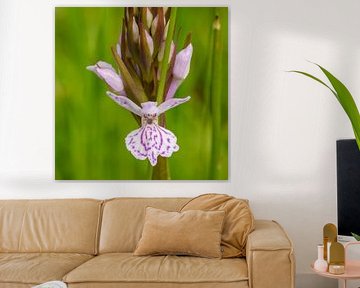 Spotted orchid by Marcel Jagt