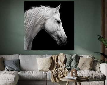 Wit paard
