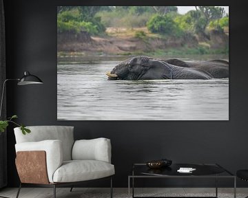 Deux éléphants dans l'eau - la vie sauvage africaine à fleur de peau sur Robert Styppa