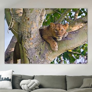 Lion in a tree - Queen Elizabeth National Park