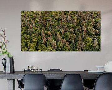 Structure de la forêt - vue aérienne avec accents de couleur