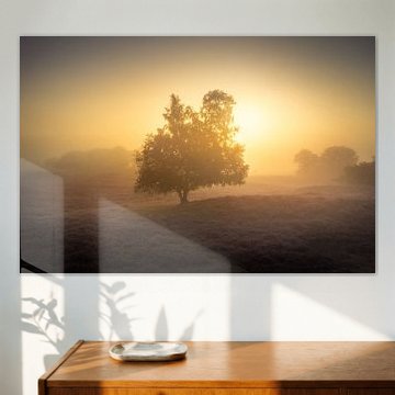 Tree in the mist at sunrise - Gasterse Duinen
