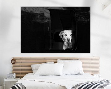 weißer Hund in schwarzem Van