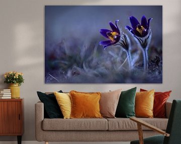 Fleurs de Pasque sur Petra Dvorak
