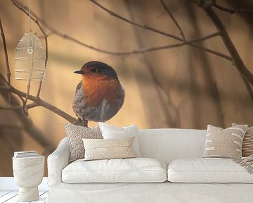 Robin van Petra Dvorak