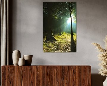 forest by Ostsee Bilder