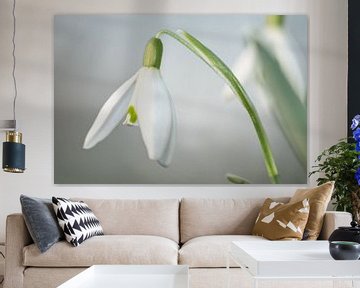 Perce-neige (Galanthus) sur André Scherpenberg