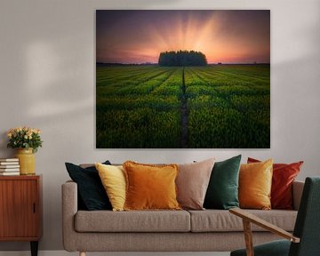 Sunset on barley farmland by Tiger Seo