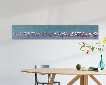 Zeer breed panorama van foeragerende flamingo's