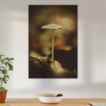 Pilze - Die stillen Wächter des Waldes