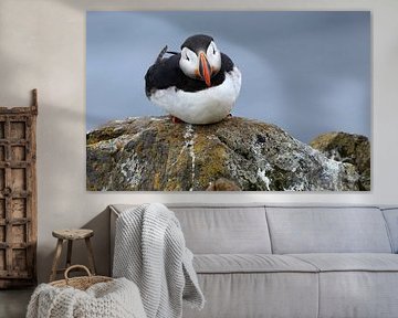 Macareux moine ; oiseau de mer clownesque sur Jacques van der Neut