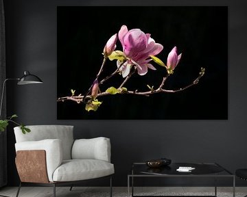 Magnolia in Bloei | Nederland