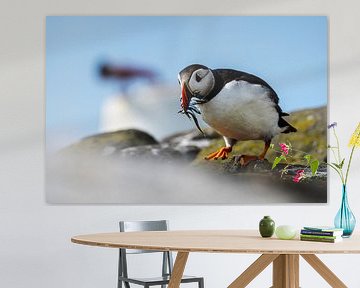 Macareux moine avec poisson | Ecosse sur Waleson Photography