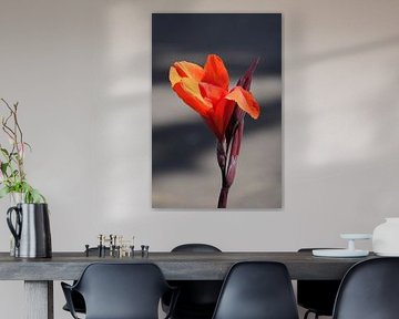 Red iris flower