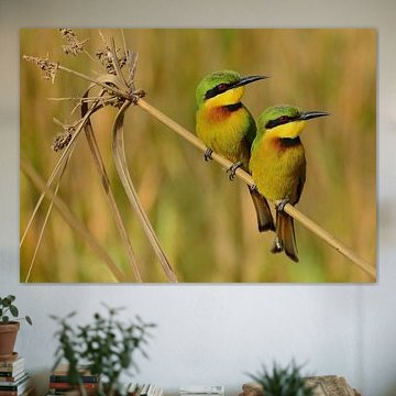 De stilte van kleuren