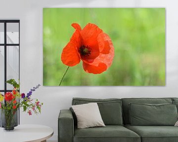 Mohn