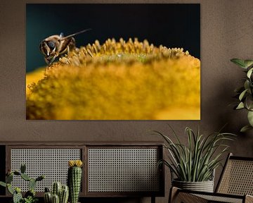 Une abeille aveugle à la recherche de nectar sur une fleur d'hélianthème jaune