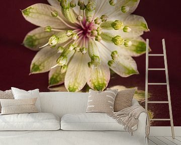 Abstracte reflectie: Een stilleven van een bloemetje van een Zeeuws Knoopje van Marjolijn van den Berg