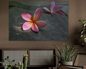 Plumeria bloemen op stenen tegels van Minimalistiche reisfotografie by.Rieneke
