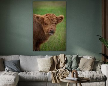 Een nieuwsgierig kalf dat de wereld ontdekt van NVA Photos