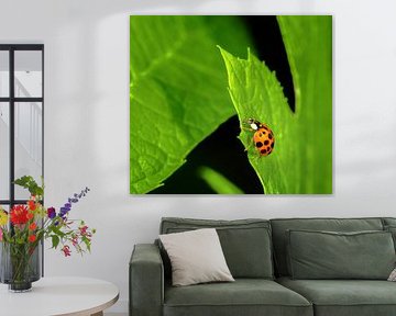 Macro of a ladybird on a leaf by ManfredFotos