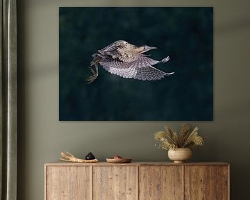 Les ailes du marais sur Zeno Swijtink