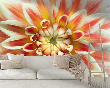 Love for dahlias's 3 by Cindy Mulder