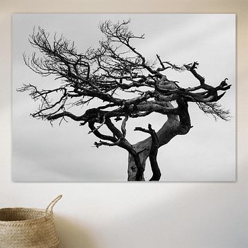 Treescape in Black and White