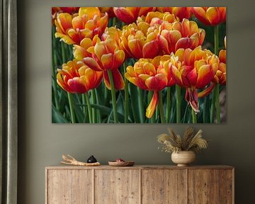 TULP VELD