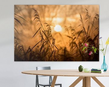 Schilfrohrfahnen - Goldene Stunde von Nordwin Alberts / Moving Stills