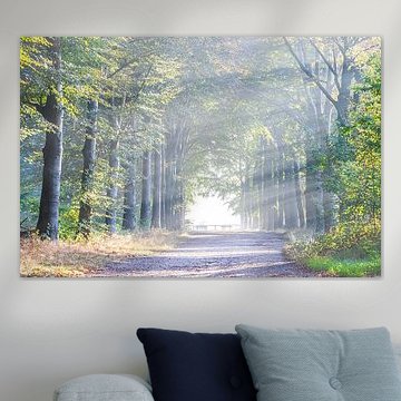 Buchenallee im Nebel