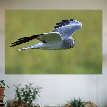 Der Blick des Jägers