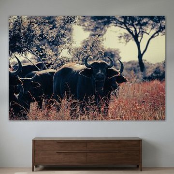 Herde von Wasserbüffeln