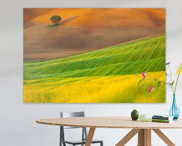 Landschapsfoto van een solitaire boom in het golvende heuvelland van Bas Meelker