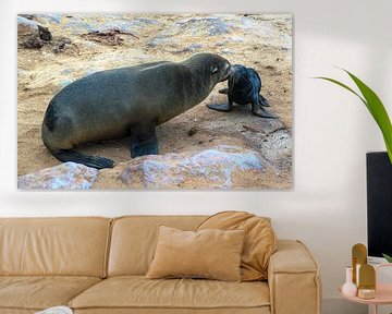 Meeting, mother and child. Cape fur seals by Rietje Bulthuis