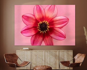 Liebe zu Dahlien's 4 von Cindy Mulder