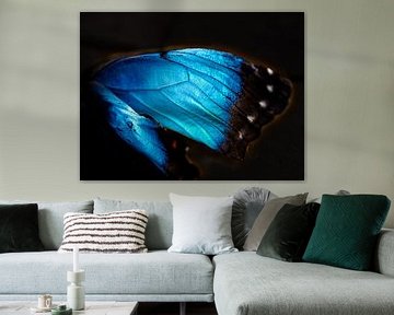 Flügel eines Morpho-Schmetterlings