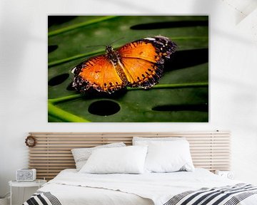 Rote Florfliege Schmetterling auf Blatt