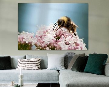 Bumblebee sitting on pink flower by Caroline Piek