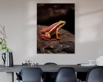kleiner Frosch auf einem Felsen