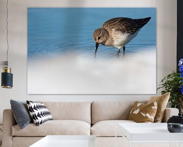 Dunlin (Calidris alpina) foraging in water sur Caroline Piek