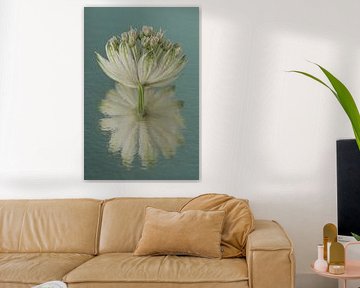 Spiegeling: Een bloem van een Zeeuws Knoopje met abstracte weerspiegeling van Marjolijn van den Berg