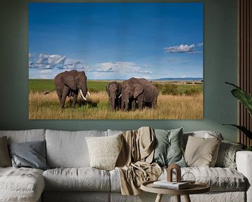 Elephants (Loxodonta africana) standing on plains with blue sky sur Caroline Piek