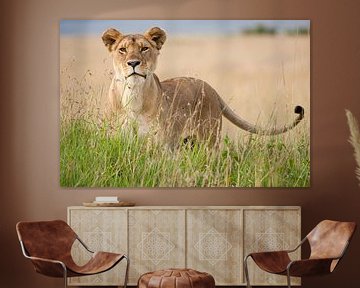 Lion (Panthera Leo) standing in tall grass by Caroline Piek